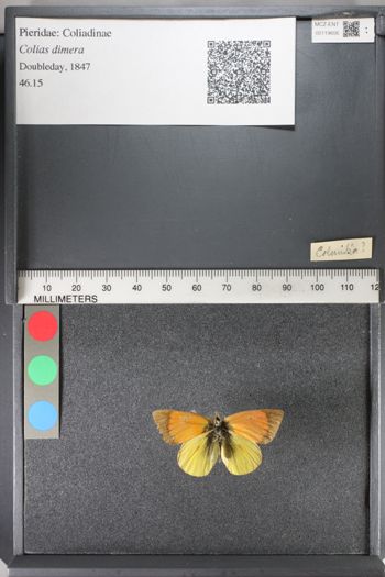 Media type: image;   Entomology 119606